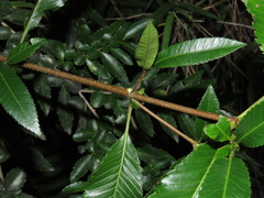 Caldcluvia paniculata