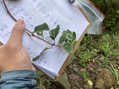 Elaeagnus thunbergii