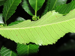Caldcluvia paniculata