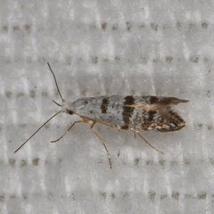 Argyresthia thuiella