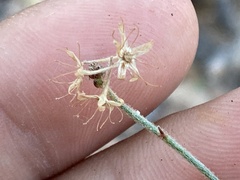 Galphimia angustifolia