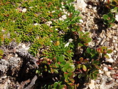 Azorella lycopodioides