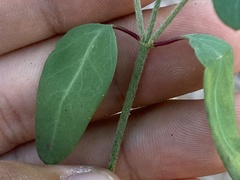 Galphimia angustifolia