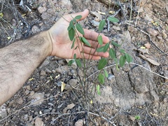 Galphimia angustifolia