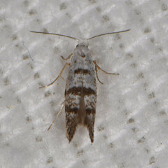 Argyresthia thuiella