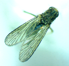 Aedes taeniorhynchus
