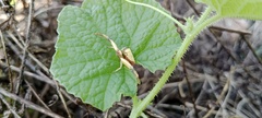 Misumenoides