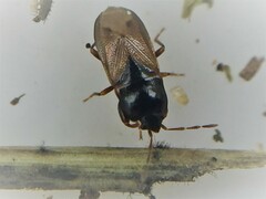 Plinthisus woodwardi