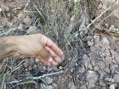 Bouteloua reflexa