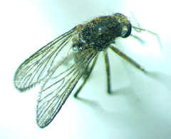 Aedes taeniorhynchus