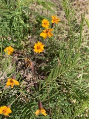 Tagetes tenuifolia