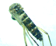 Aedes taeniorhynchus