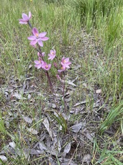 Thelymitra luteocilium
