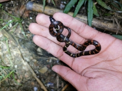 Oxyrhopus petolarius