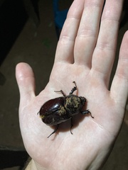Strategus aloeus