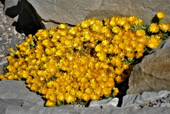 Delosperma basuticum