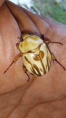Cyclocephala crassa