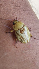 Cyclocephala crassa