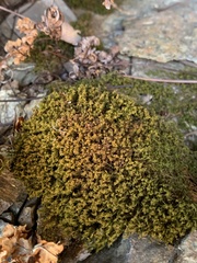 Amphidium californicum