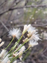 Baccharis sarothroides