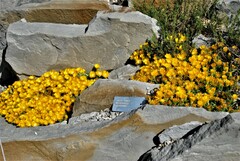 Delosperma basuticum
