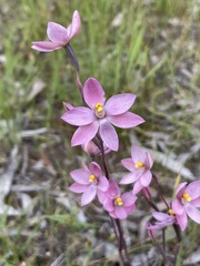Thelymitra luteocilium
