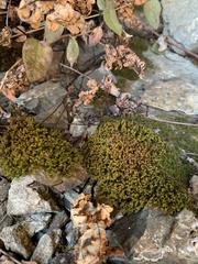 Amphidium californicum