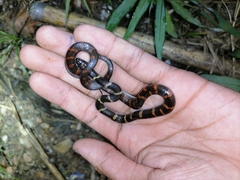 Oxyrhopus petolarius