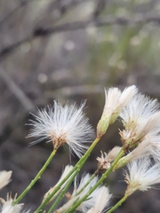 Baccharis sarothroides