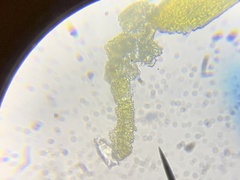 Amphidium californicum