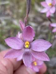 Thelymitra luteocilium