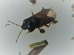 Plinthisus woodwardi