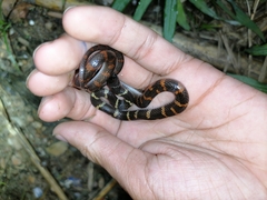 Oxyrhopus petolarius