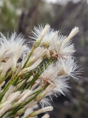 Baccharis sarothroides