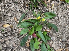 Ixeridium laevigatum