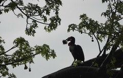 Bucorvus leadbeateri