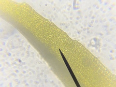 Amphidium californicum