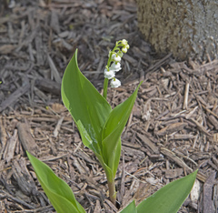 Convallaria