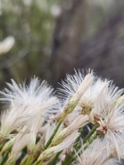 Baccharis sarothroides