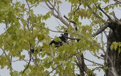 Clamator levaillantii