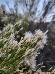 Baccharis sarothroides