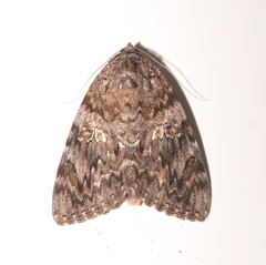 Catocala umbrosa