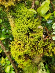 Zygodon pentastichus