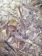 Atractus trilineatus