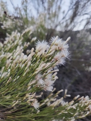 Baccharis sarothroides