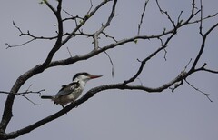 Halcyon chelicuti chelicuti