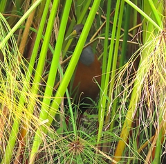 Aramides cajaneus