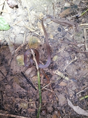 Atractus trilineatus