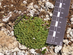Drapetes muscosus