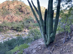 Stenocereus thurberi